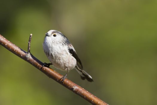 Long Tailed Tit  (Aegithalos caudatus) perched on a branch