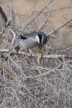 Southern Grey Shrike - Lanius meridionalis with prey