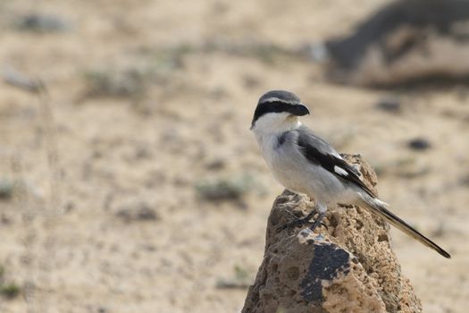 Southern Grey Shrike -Lanius meridionalis standing on a rock