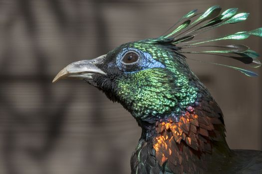 A Beautiful Himalayan monal bird head closeup