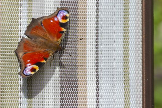 Peacock butterfly  ( Inachis io) closeup on a deck chair