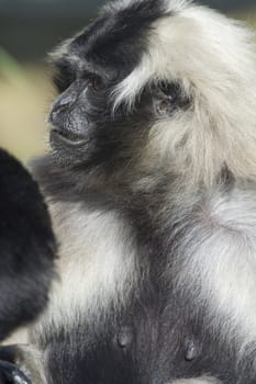 Closeup of this black and white Gibbon