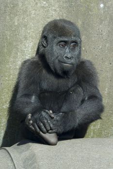 A baby female gorilla sitting on concrete