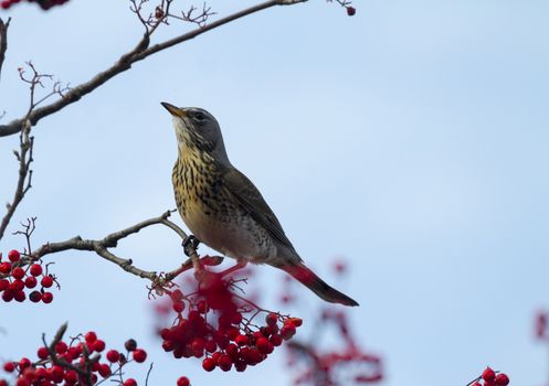 Fieldfare  (Turdus pilaris) perched in a tree with red berrys