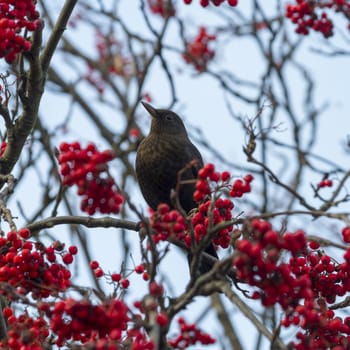Blackbird  perched on a branch with red berrys