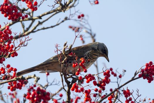 Fieldfare  (Turdus pilaris) perched in a tree with red berrys