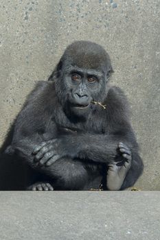 A baby female gorilla sitting on concrete