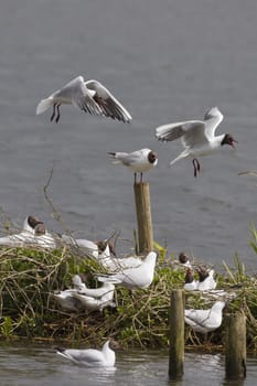 black headed gull (Larus ridibundus)  on a island