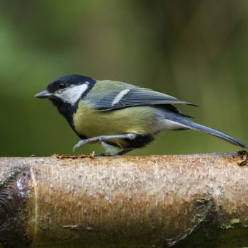 Great Tit (Parus major) perched on a tree stump
