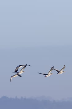 Greylag geese in flight  beautiful blue sky