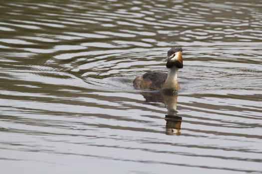Great Crested Grebe on the water closeup