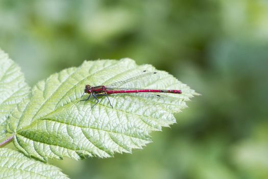 Red damselfly perched on a leaf closeup