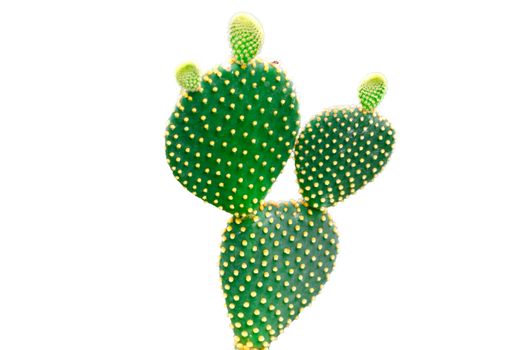 Cactus of the genus Opuntia, this is particular species-rich and widespread.