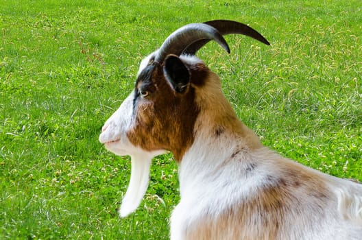 Side view of a white goat with brown fur on a meadow.