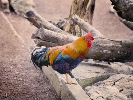 Picture of a rooster walking freely in the farm