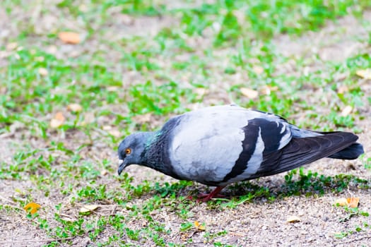 Hungry pigeon Find something to eat in the the park