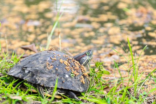 turtle in the park nature background