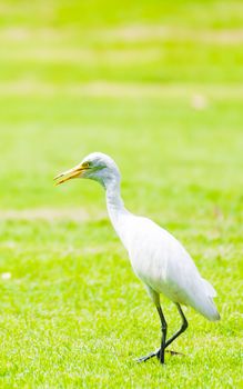 White egret walking in the park nature background