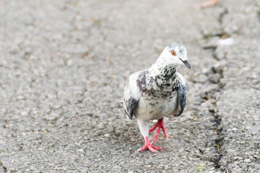 White pigeons walking in the park nature background