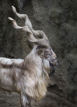 Profile portrait of a markhor with his long horns