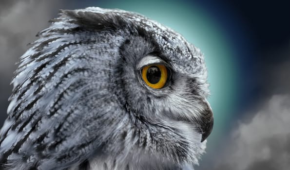 Close portrait of an owl in the night
