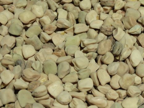 Grass pea - Lathyrus sativus - dried seed useful a s a background