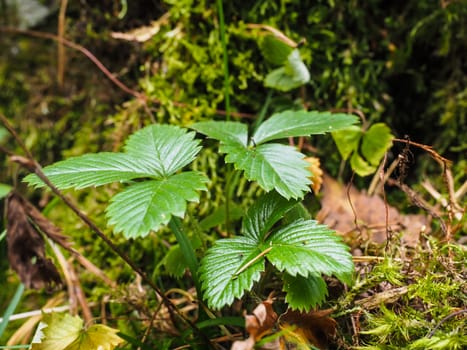 Wild green strawberry plant in forest over moss and lichen