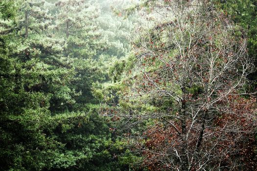 Red leaves tree with pine tree background.