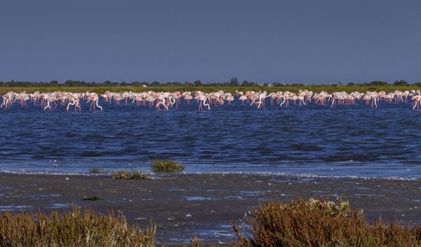 Flock of greater flamingos, phoenicopterus roseus, in water, Camargue, France