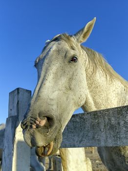 Portrait of Camargue horse tongue out in blue sky background, France