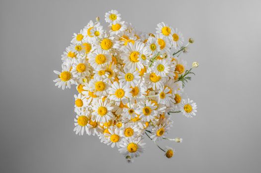 Bunch of chamomiles on natural gray background, view from top