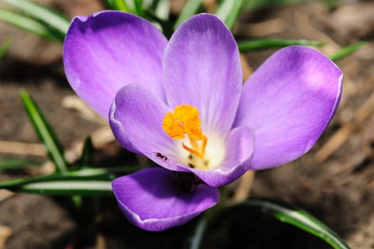 closeup of beautiful spring violet blossoming crocus