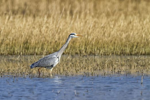 Grey heron, ardea cinerea, walking in a pond looking for food