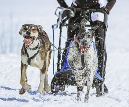 Two sled dogs in speed racing, Moss, Switzerland