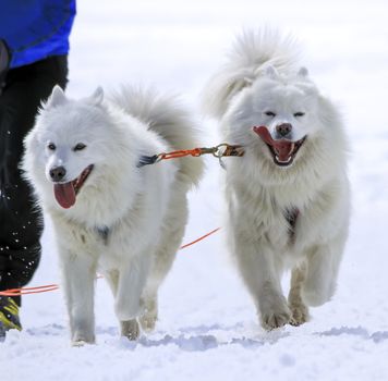 Two samoyed sled dogs in speed racing, Moss, Switzerland