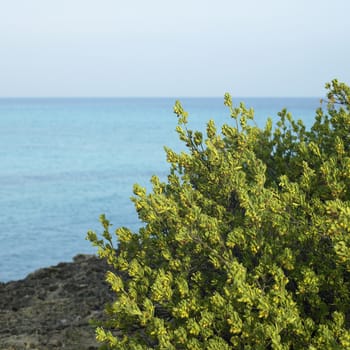 Green bushes on a cliff with blue ocean