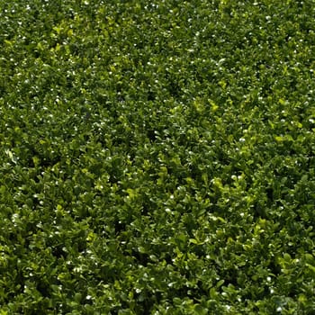 Green bushes manicured into a perfect hedge