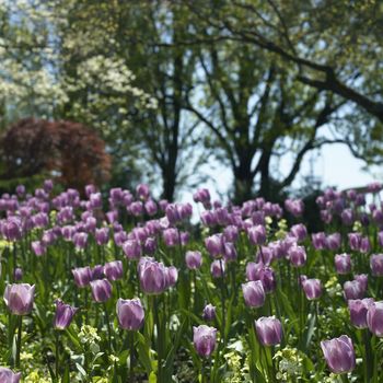 Large garden of purple tulips and smaller flowers