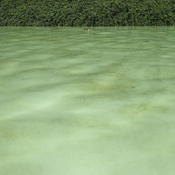 Young baby duck on green water