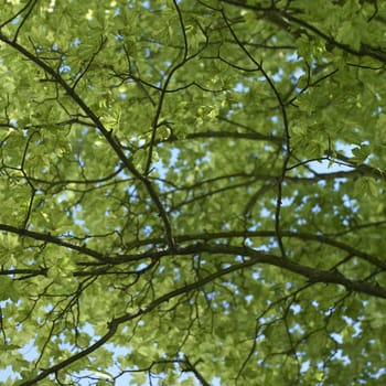 green leaves in a tree with blue sky
