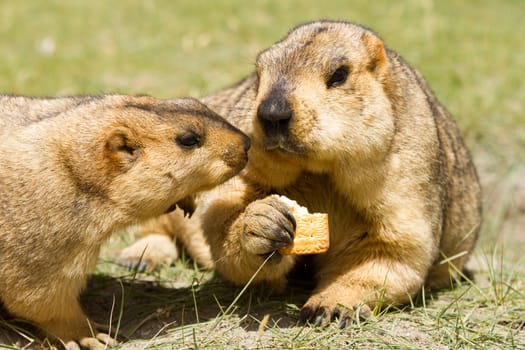 Couple of funny marmots with bisquit on the green grass (Ladakh, India)
