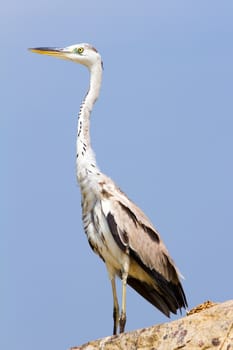 Great Egret bird against the blue sky (Kerala, India)