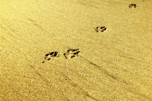 Dog footprint on the sand