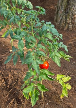 Red tomato plant vertical view on red dirt