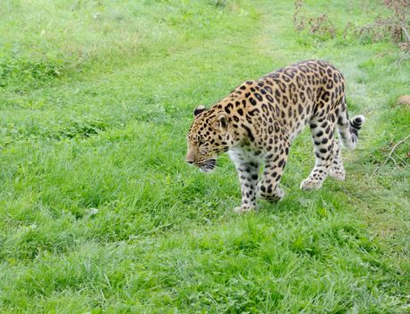Big cat is leopard walking and looking powerful