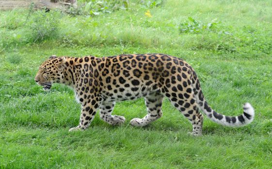 Leopard full length profile view in grass