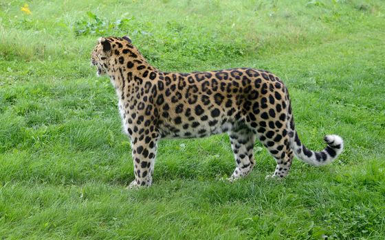 Leopard looking away full length showing spots on fur