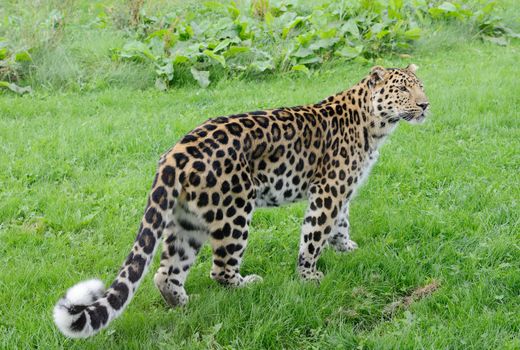 Full legth leopard looking alert with spots on fur