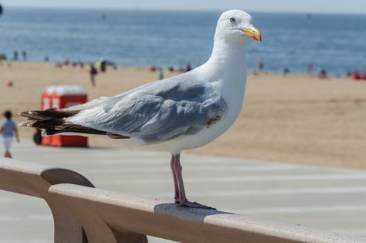 Large seagull on a railing in the background of the beach and the sea.