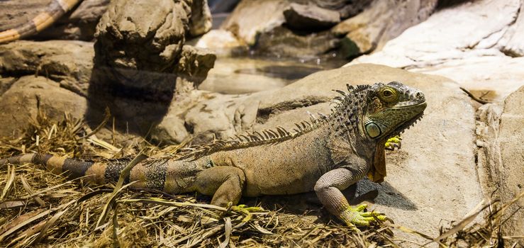 Latin name: Iguana Iguana. Size 150 cm totalling